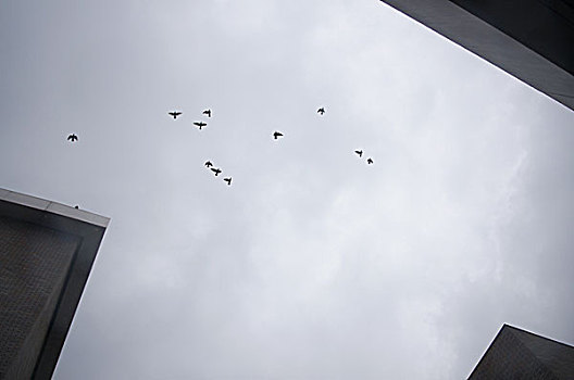 上海交响乐团建筑群天空里的飞鸟