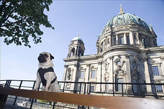 年轻,哈巴狗,正面,大教堂,柏林,德国,欧洲