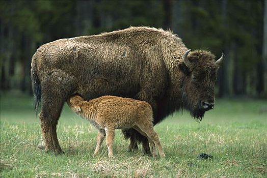 美洲野牛,野牛,母兽,哺乳,幼兽,黄石国家公园,怀俄明