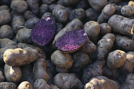 蓝色,土豆,紫色马铃薯,品种,法国