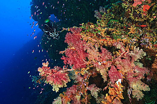 软珊瑚,墙壁,帕劳,密克罗尼西亚
