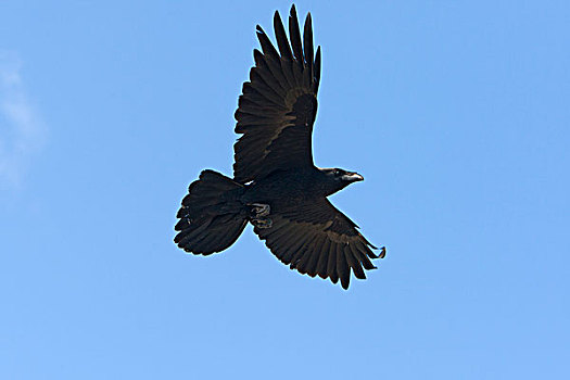 大乌鸦,渡鸦,飞,下加利福尼亚州,墨西哥
