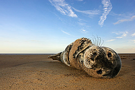 灰海豹,海滩,林肯郡,英国