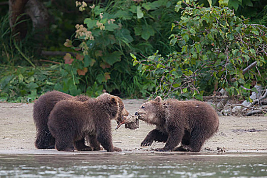 棕熊,进食,幼兽,堪察加半岛,俄罗斯,欧洲