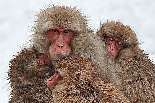 日本猕猴,雪猴,两个,幼兽,簇拥,一起,温暖,冬天,雪