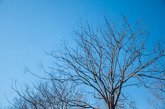 冬季蓝天背景中的树木