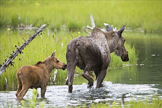 母牛,驼鹿,幼仔,拖拉,走,水塘,靠近,环,小路,自然,中心,州立公园,阿拉斯加