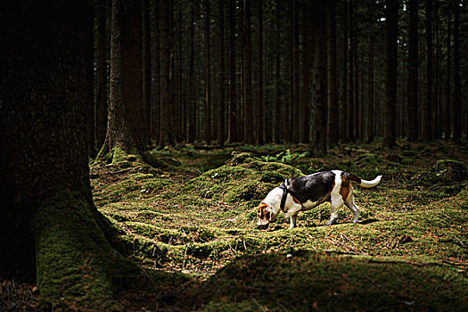 小猎犬,树林