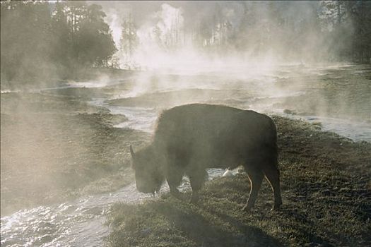 美洲野牛,野牛,晨雾,黄石国家公园,怀俄明