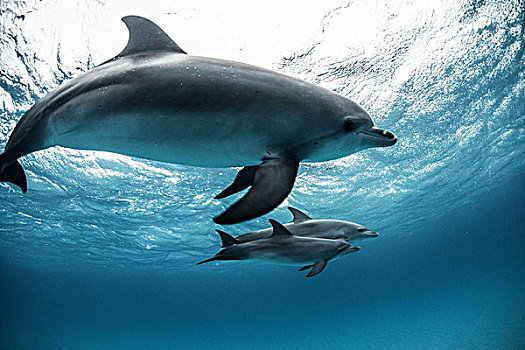 大西洋点斑原海豚,花斑原海豚,游动,水下,特写,巴哈马