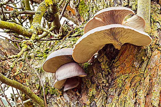 秋天,蘑菇,树上