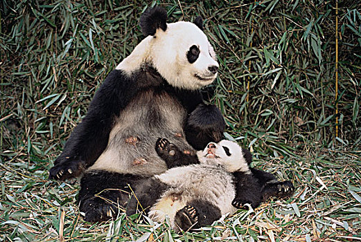 大熊猫,幼兽,中国,研究中心,卧龙自然保护区