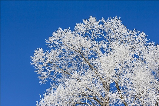 白色,冬日奇景,蓝天,树,右边
