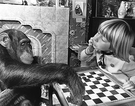 女孩,黑猩猩,玩,游戏,英格兰,英国