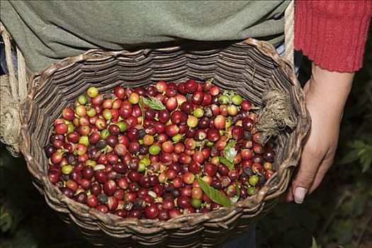 篮子,新鲜,红色,成熟,咖啡豆,种植园,庄园,卡门,安第斯山,委内瑞拉,南美