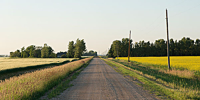 土路,通过,草原,地点,曼尼托巴,加拿大