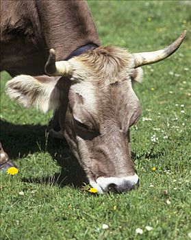 母牛,吃草,草场