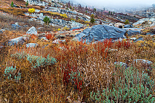 美国,内华达,国家森林,秋叶,山,画廊