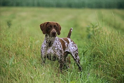 德国短毛指示犬,狗,白色,斑点,外套