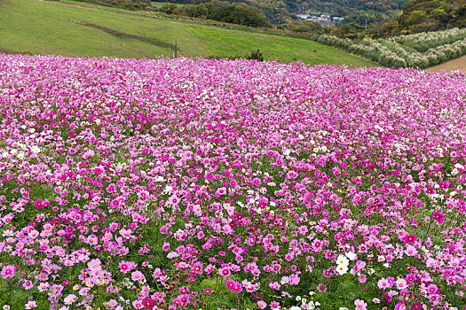 天宇,花,农场