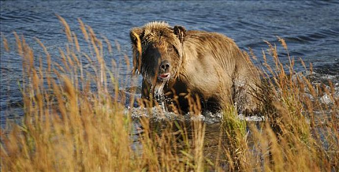 阿拉斯加,棕熊,卡特麦国家公园,美国