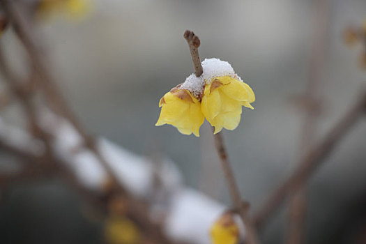 雪后迎春花