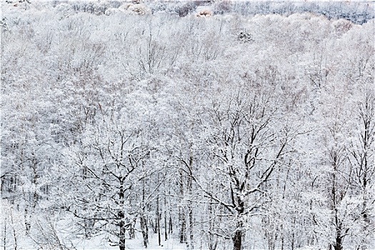 树,雪中,树林,寒冬,白天