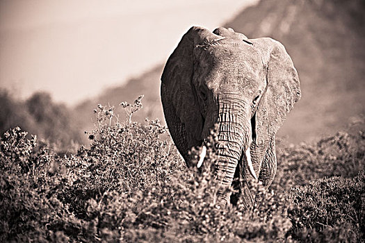 大象,走,灌木,肯尼亚