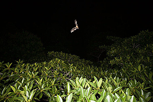 牙买加,蝙蝠,飞跃,结果,无花果树,发现,食物,巴拿马城,巴拿马