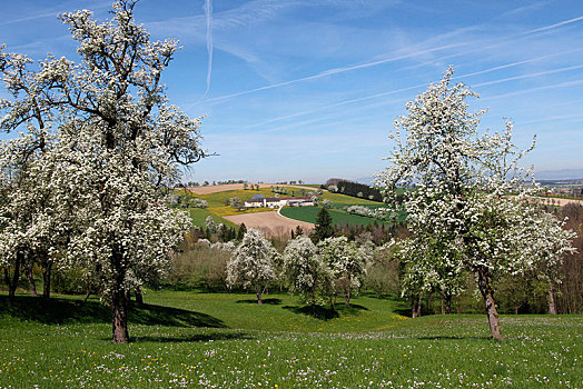 花,梨树,西洋梨,莫斯托格,区域,下奥地利州,奥地利,欧洲