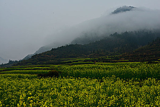 江南雾里乡村