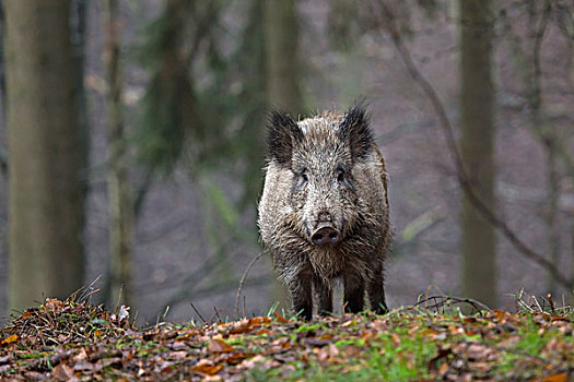 野猪,树林,石荷州,德国,欧洲