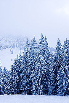 冬日树林,巴伐利亚,德国