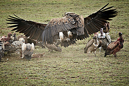秃鹰,肉垂秃鹫,塞伦盖蒂,坦桑尼亚,非洲