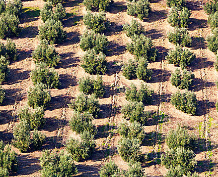 橄榄,小树林,靠近,西班牙,别墅,哈恩省,安达卢西亚
