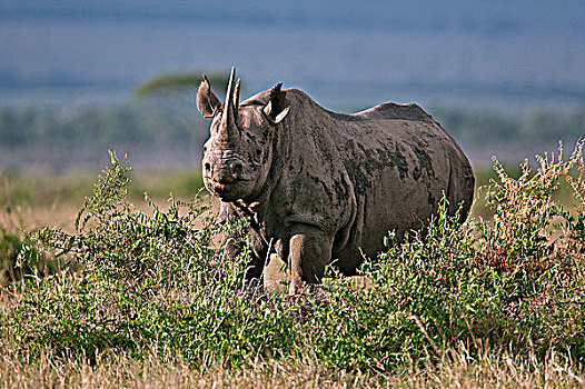 黑犀牛,浏览,国家级保护区