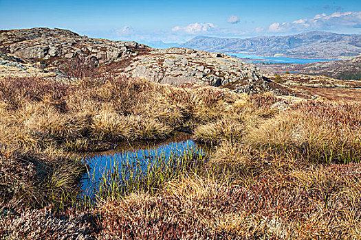 挪威,山景,小,水塘,干草