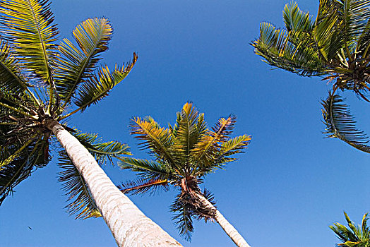 棕榈树,树,干盐湖,水,海滩,岛屿,玛格丽塔酒,委内瑞拉,南美