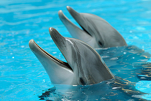 两个,普通,宽吻海豚,水中