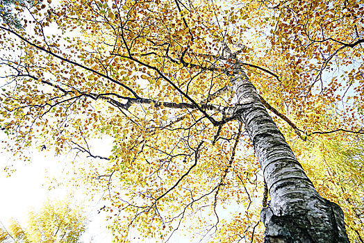 秋天,桦树