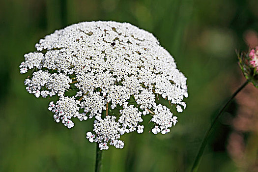 花,胡萝卜,伞形花序,头部,花序