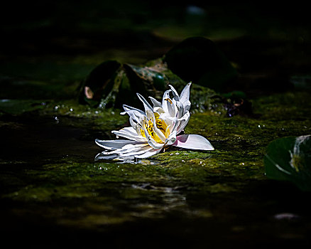 夏季池塘生态景观