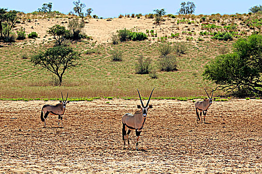 南非大羚羊,羚羊,成年,禁猎区,卡拉哈里沙漠,北角,南非,非洲