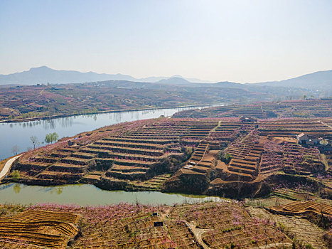 山东蒙阴桃花开满山坡