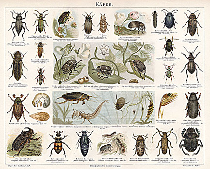 历史,插画,甲虫,甲虫类,19世纪,百科全书