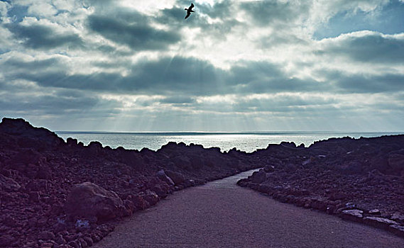 道路,海洋,石头,兰索罗特岛,加纳利群岛,西班牙