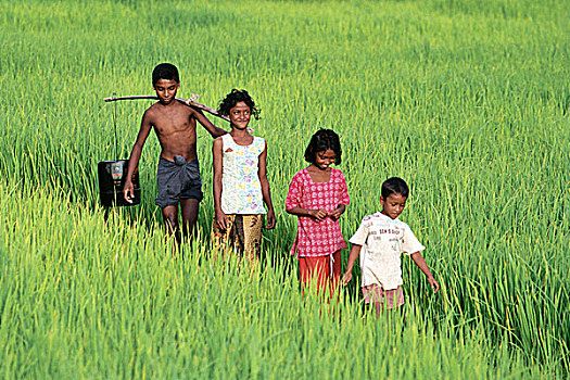 乡村,孩子,稻田,孟加拉,2007年