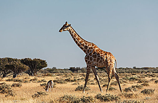瞪羚,长颈鹿,放牧,埃托沙国家公园,纳米比亚