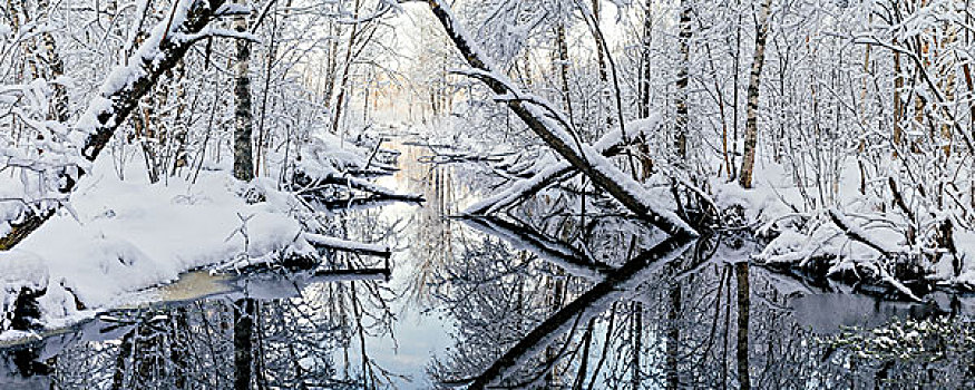 全景,小河,朦胧,雪,树林,冬天,早晨