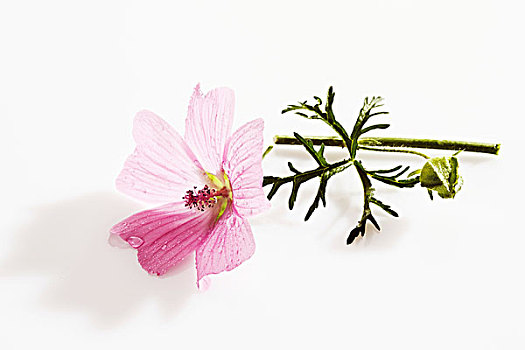 普通,锦葵属植物,花